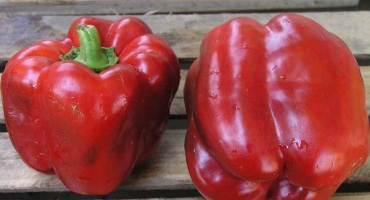 Claudio f1: popis pepře a zvláštnosti jeho pěstování